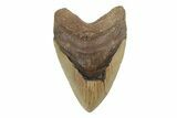 Fossil Megalodon Tooth - North Carolina #245902-1
